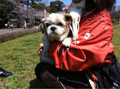 image-20120409135929.png